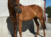 Alfie! 16.2hh 6 year old gelding!