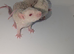 Stunning rat pups