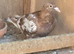 Mulemans Pigeons