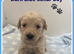 STUNNING F1 MINIATURE GOLDENDOODLES
