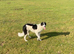 Collie lurcher