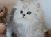 Pure Persian kittens