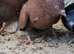 Tippler pigeons