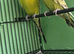 Texas clear body budgies for sale