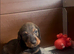 Wire-haired Dacshund puppies