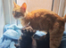 GIRLS KITTENS
