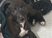 Male Lurcher pup 3 months old