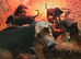 Bloodhound dog pups available