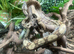 Hypo Nicaraguan Dwarf Boa at Birmingham Reptiles