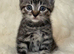 Beautiful Home-Reared Kittens – ready Sat 11th July