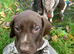 Beautiful Gsp puppies