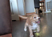 3 golden working cocker spaniels left