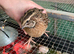 Male quails