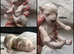 Maltipoo f1b, 2 boys 5 girls, &pound;1500/&pound;1600