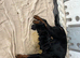 Rottweiler puppies