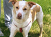 FAYE for adoption - A quiet gentleness that touches your heart
