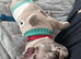 Beautiful merle male frenchie