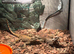Agama lizard male and female and set up