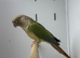 Conures