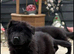 2 stunning female jet black pups