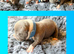 STUNNING BLUE/FAWN & BLUE/WHITE PUPPIES FOR SALE