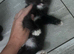 Fluffy kitten
