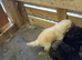 Germanshepherd pups for sale