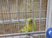 Lovely baby budgie