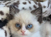 Ragdoll chocolates
