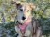Husky female needing a forever home