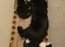 Male 10 week old kitten