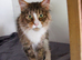 GCCF/TICA Active BSH, Scottish fold and Maine Coons for sale
