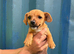 JR terrier X boy