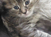 Maincoon cross