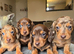 KC registered miniature dachshund puppies