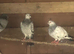 RACING PIGEONS