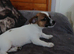 Jack Russell puppie
