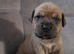Mastiff Bordeaux hybrid Puppies