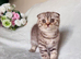 Scottish Fold Kittens
