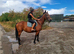 Lovely quiet mare