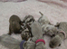 Stunning KC Reg Miniature Dachshund Puppies