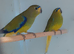 Baby Elegants