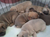 French bulldog pups (kc reg )