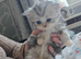 Persian x cross kittens 3 boys 1 girl left