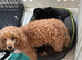 Miniature poodle ready 9th June