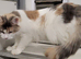 Female maine coon
