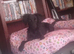 puppy needing new home