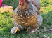 FERTILE pekin bantam hatching eggs