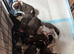KC Registered St Bernard Puppies &ndash; Health Tested Parents