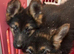 German shepherd puppies
